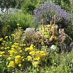 Kranichruf * Schöneberg