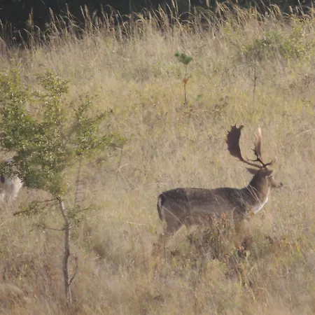 Apartamento Kranichruf