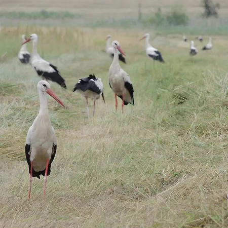 Kranichruf Apartamento *