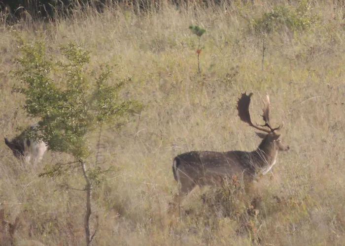 Apartamento Kranichruf