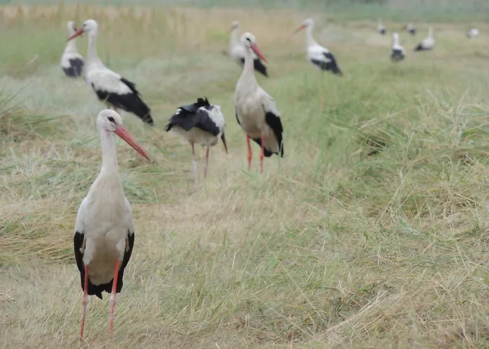 Kranichruf Apartamento *