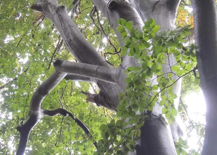 Kranichruf Apartamento Schöneberg