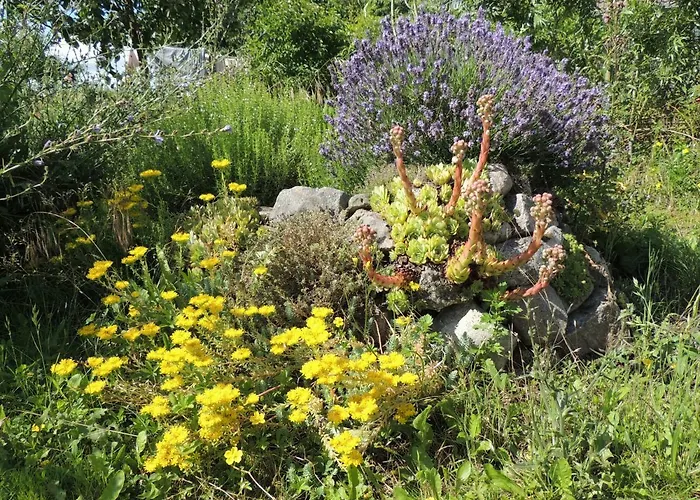 Kranichruf * Schöneberg